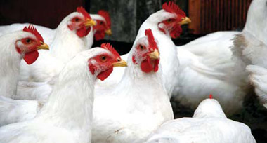 Nyonende Poultry Cooperative T/a Nyonende Investments (PTY) LTD (R9.6 Million)