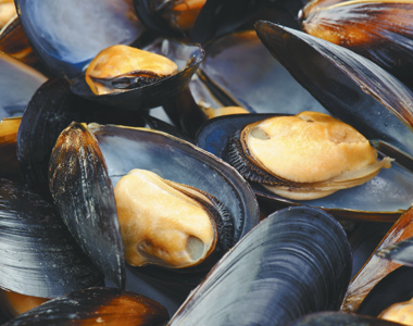 R9.9 Million For A Mussel Farm In Saldanha Bay, Western Cape