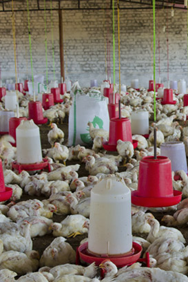 Nyonende Poultry Project (R9.7 Million)