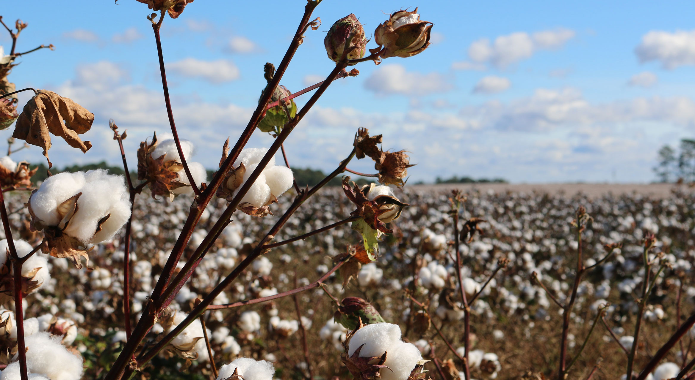 Celebrating Women In Business Nkomazi Cotton Development Project